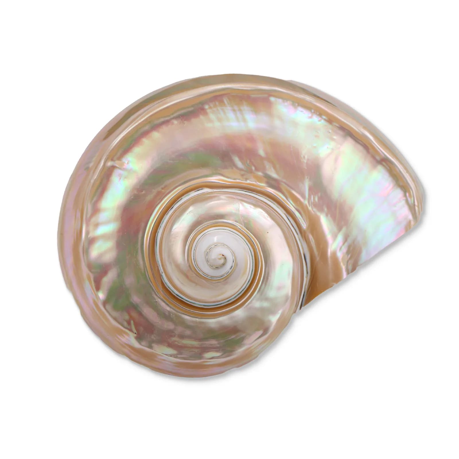 抛光 Turbo marmoratus 贝壳 产品实拍