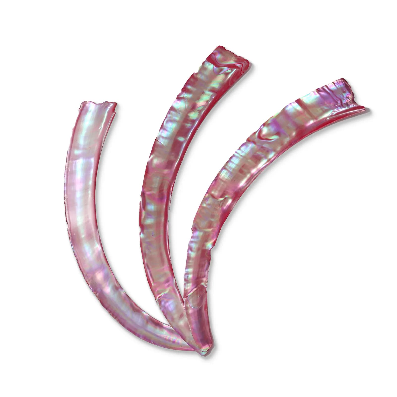 红底 Turbo marmoratus 贝壳 270×30×0.2 mm 产品实拍