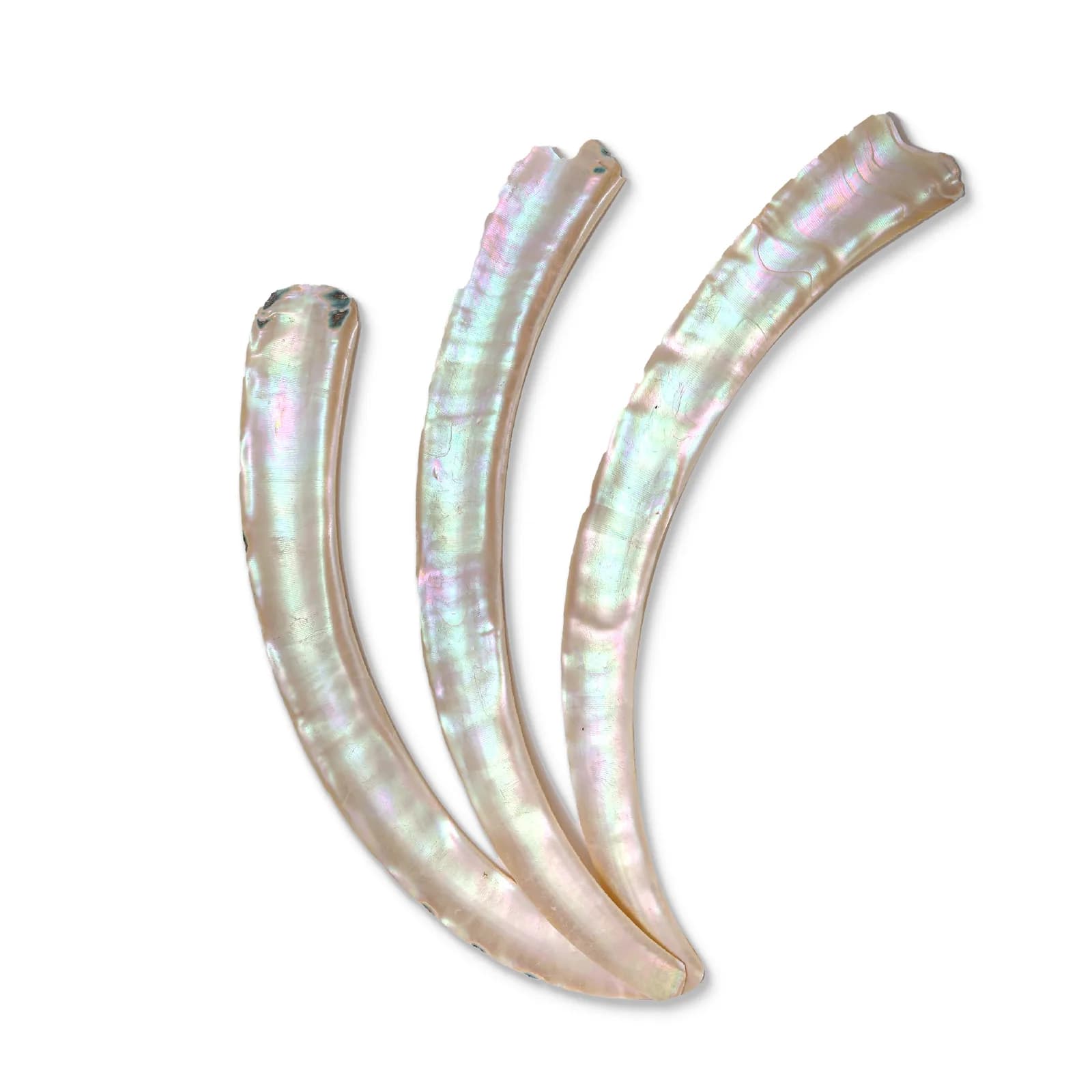 Turbo marmoratus 贝壳片—270×30×0.5 mm 产品实拍